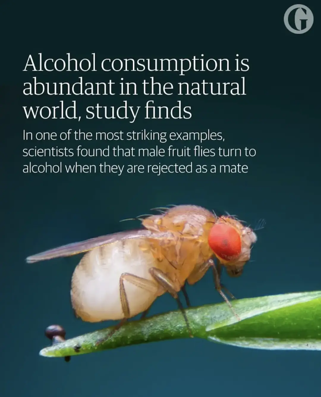 A close-up photo of a male fruit fly perched on a green plant stem against a dark teal background. Overlaid white text…