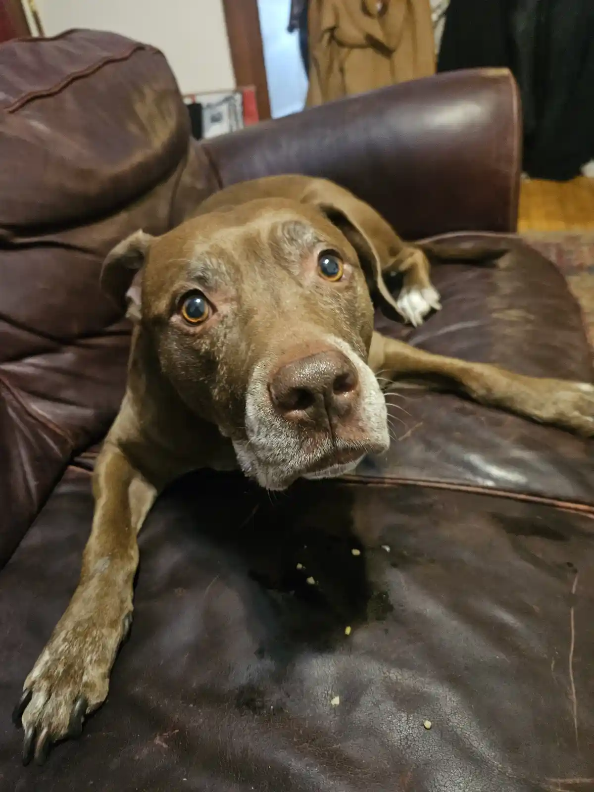 A brown dog with wide, pleading eyes lies on a dark brown leather couch, looking directly at the camera. Below its nose, a…