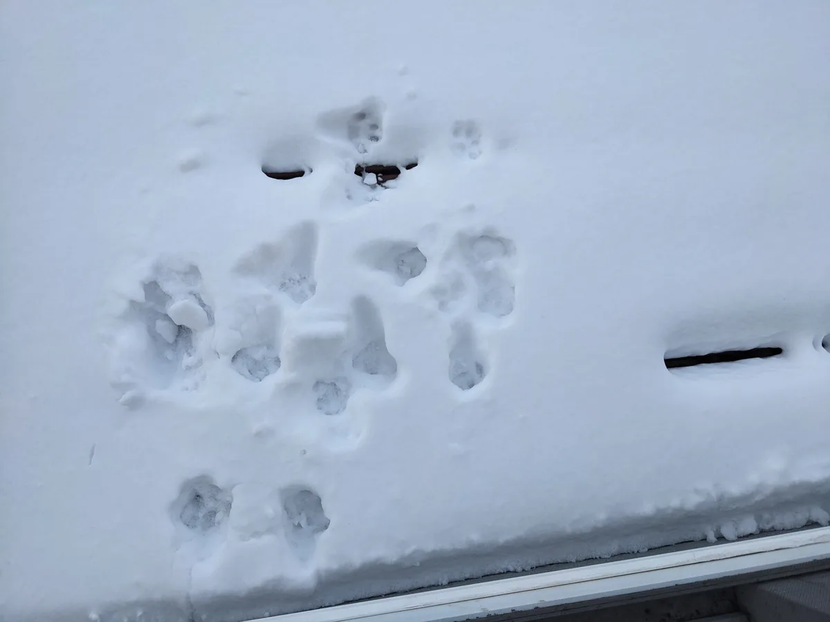 A close-up photo shows animal paw prints in fresh snow on a surface, possibly a roof or deck, with a white trim visible at…