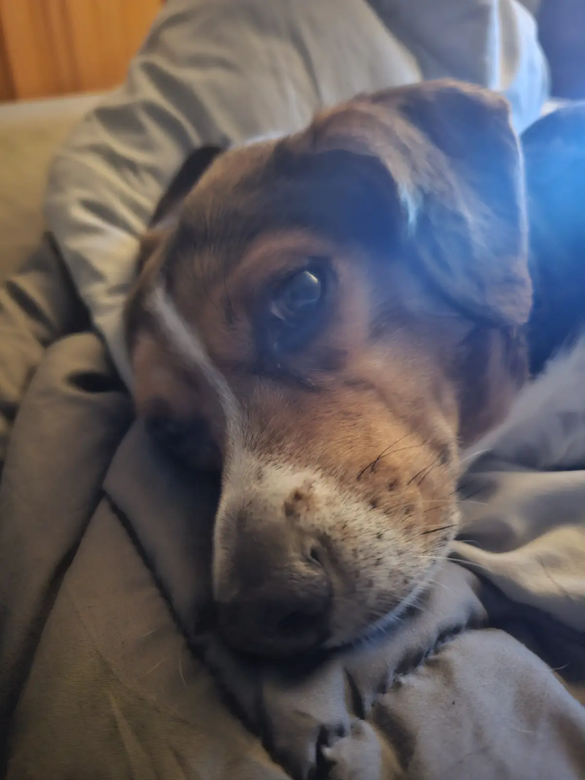 A close-up photo of a brown and white dog with one eye open and the other closed, resting its head on a grey blanket. The…
