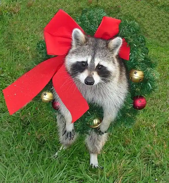 A raccoon is positioned in the center of a Christmas wreath, which features greenery, a large red bow, and gold and red…