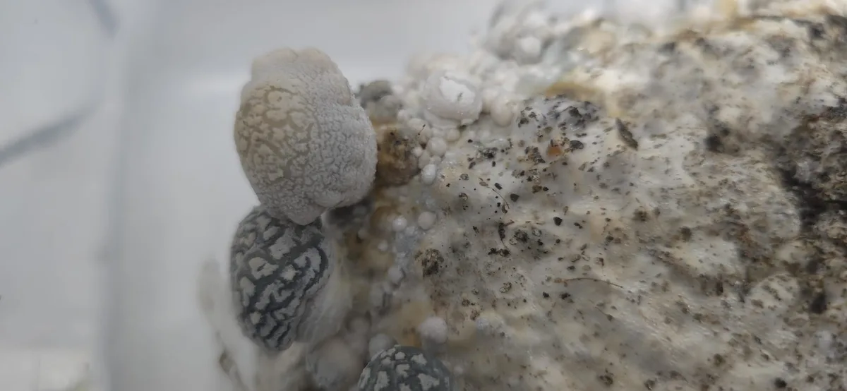 A close-up photo shows several small, rounded, patterned stones covered in white, fuzzy mold and specks of dirt, resembling…