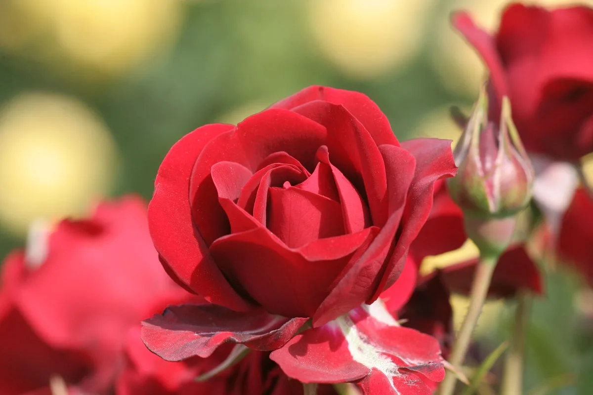 A Glimpse of May 2013 at Keisei Rose Garden in Chiba Prefecture