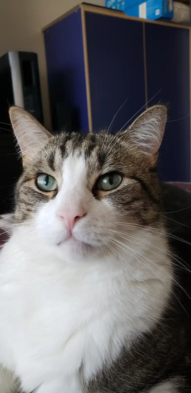 A close-up photo of a tabby and white cat with striking green eyes looking directly at the camera with a slightly…
