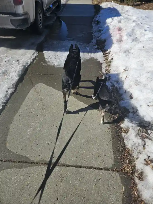 Two black dogs on leashes walk away from the camera down a sidewalk bordered by melting snow and a parked truck. The longer…