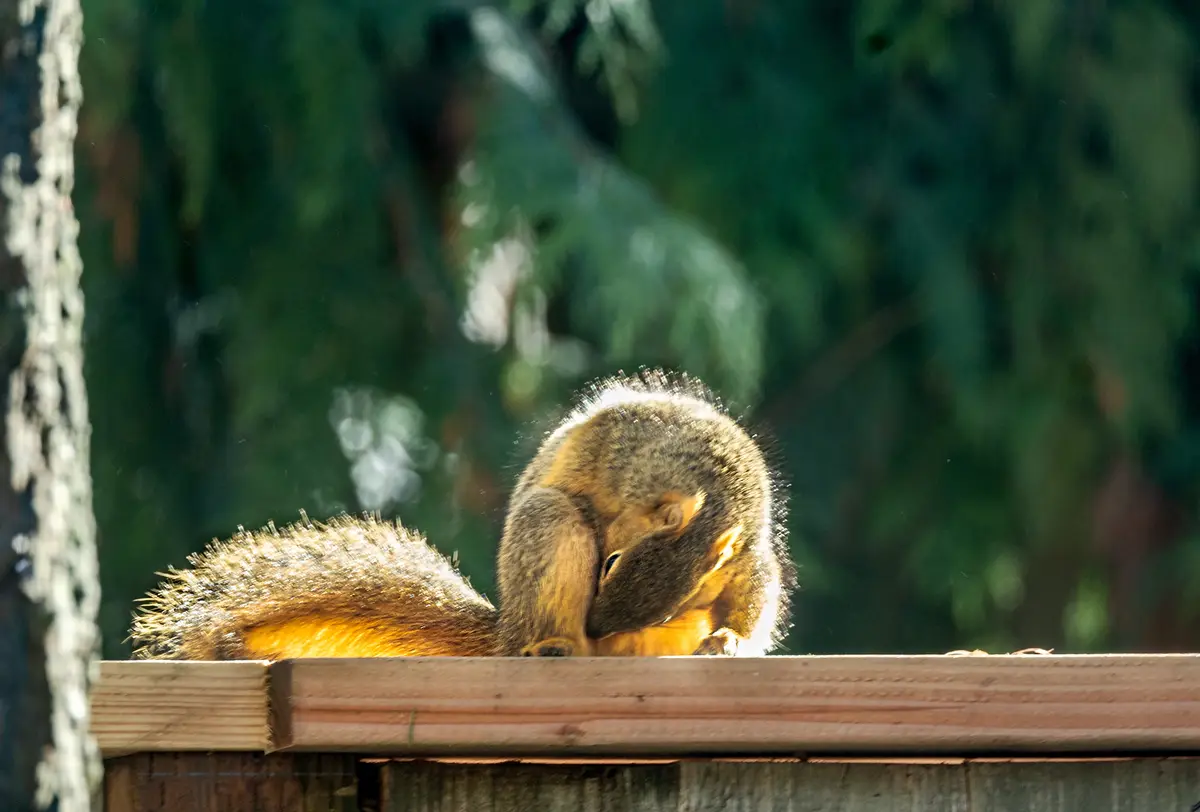 A squirrel is curled up on a wooden surface, its body hunched and head tucked into its chest, appearing to be resting or…