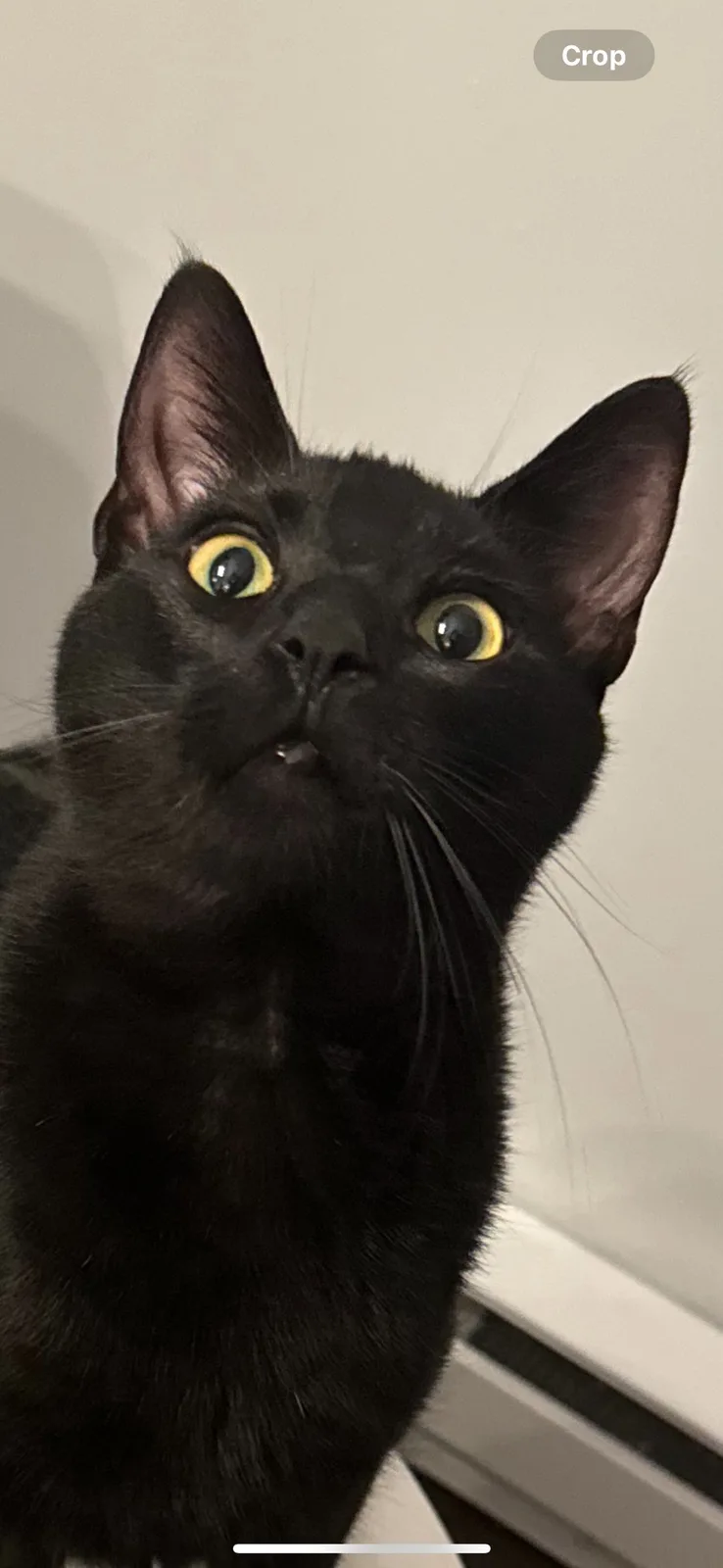 A close-up photo of a black cat with wide, startled yellow eyes looking upward, its mouth slightly open in a surprised…