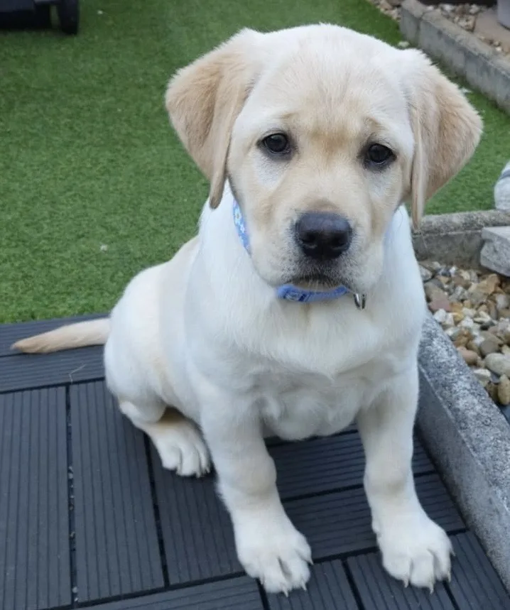 Meet Nelly, the Charming Bogarie Arran Labrador