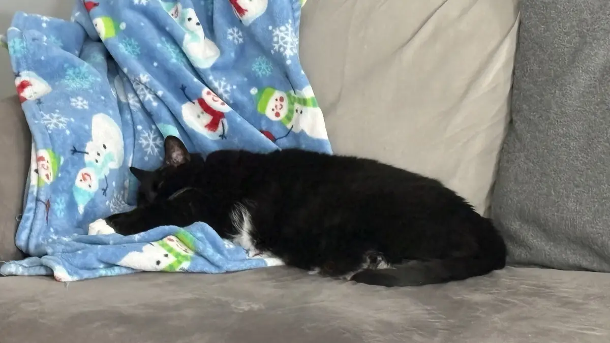 A black cat with white paws is curled up sleeping on a grey couch, partially covered by a blue fleece blanket decorated with…