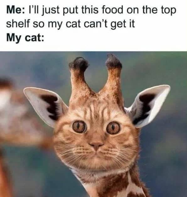 A digitally altered image of a cat with giraffe-like horns and ears, looking directly at the viewer with wide, innocent…