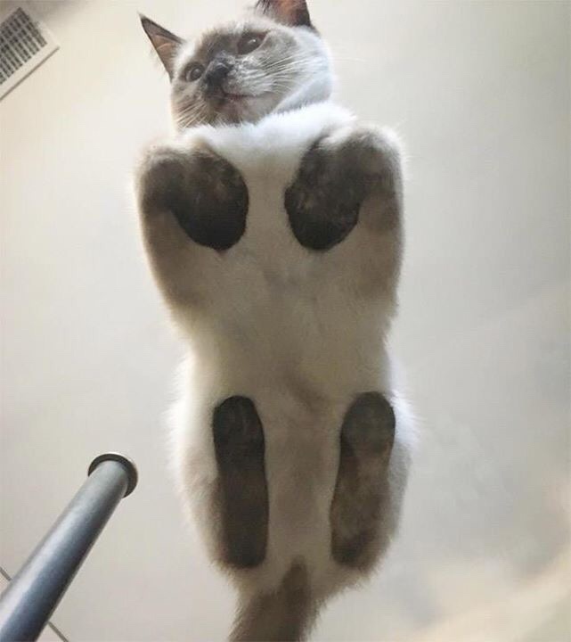 A light-colored cat with dark paw pads is photographed from a low angle, looking down at the camera with its paws raised…