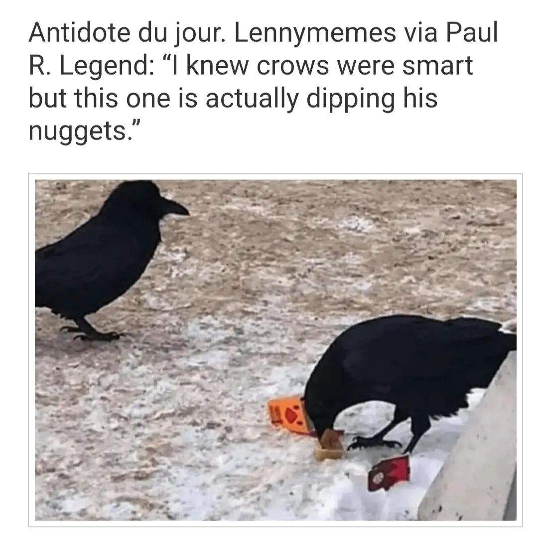 A black crow is shown dipping a piece of food, resembling a chicken nugget, into a small orange plastic container filled…