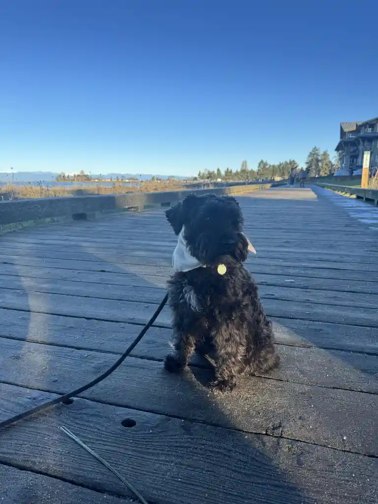 A small black dog with curly fur sits on a wooden boardwalk, wearing a white bandana and a leash, looking directly at the…