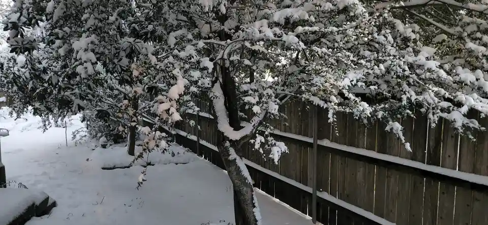 A backyard scene covered in snow, featuring a tree with snow-laden branches and a wooden fence in the background. The…
