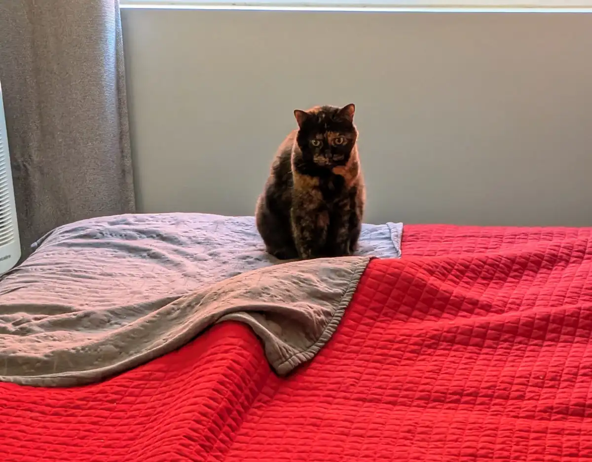 A tortoiseshell cat sits upright on a bed with a red quilted blanket and a gray blanket partially covering it, looking…