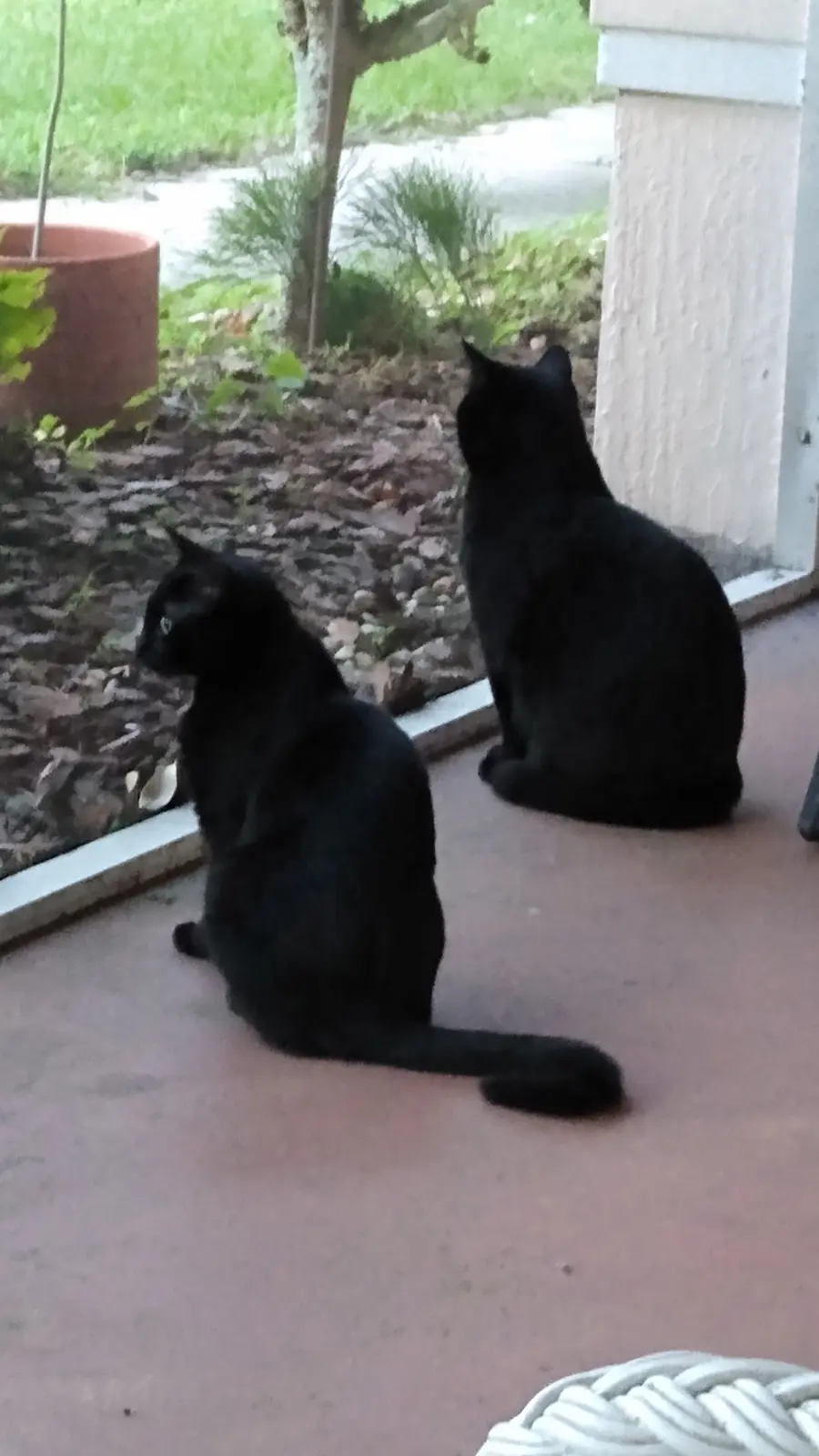 Two black cats are sitting side by side on a porch, both facing away from the camera and looking out at a yard with green…