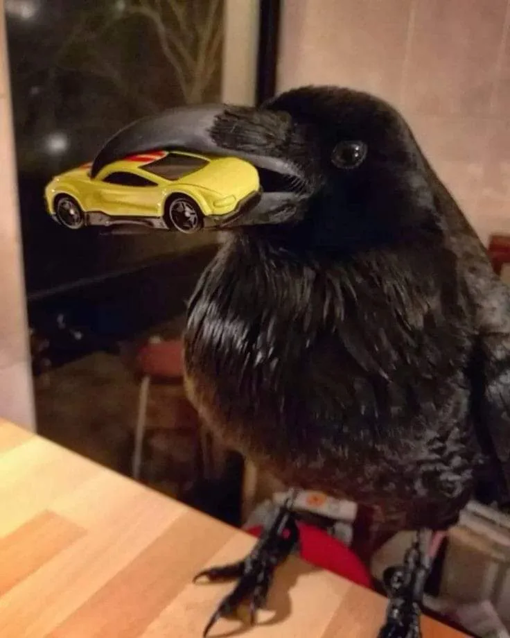A black bird, likely a crow or raven, is perched on a wooden surface holding a small yellow toy car in its beak. The bird's…