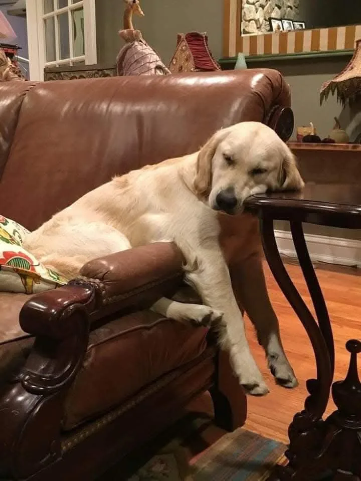 A light-colored golden retriever is lounging on a brown leather couch, its head resting on the edge of a dark wooden end…