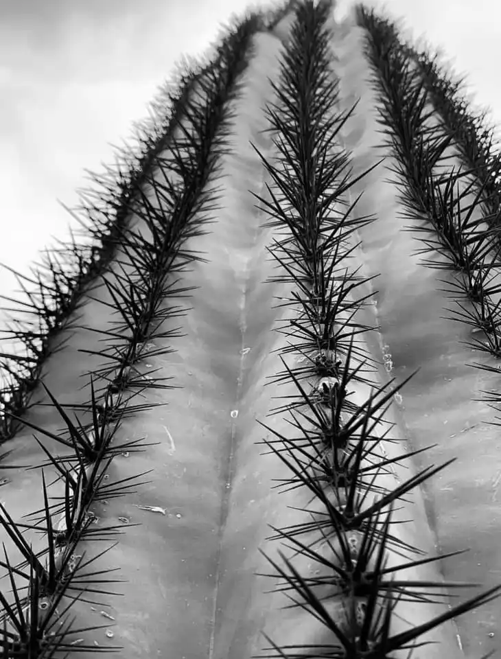 A black-and-white close-up photograph of a cactus, showing its ribbed, textured surface and rows of sharp, dark spines…