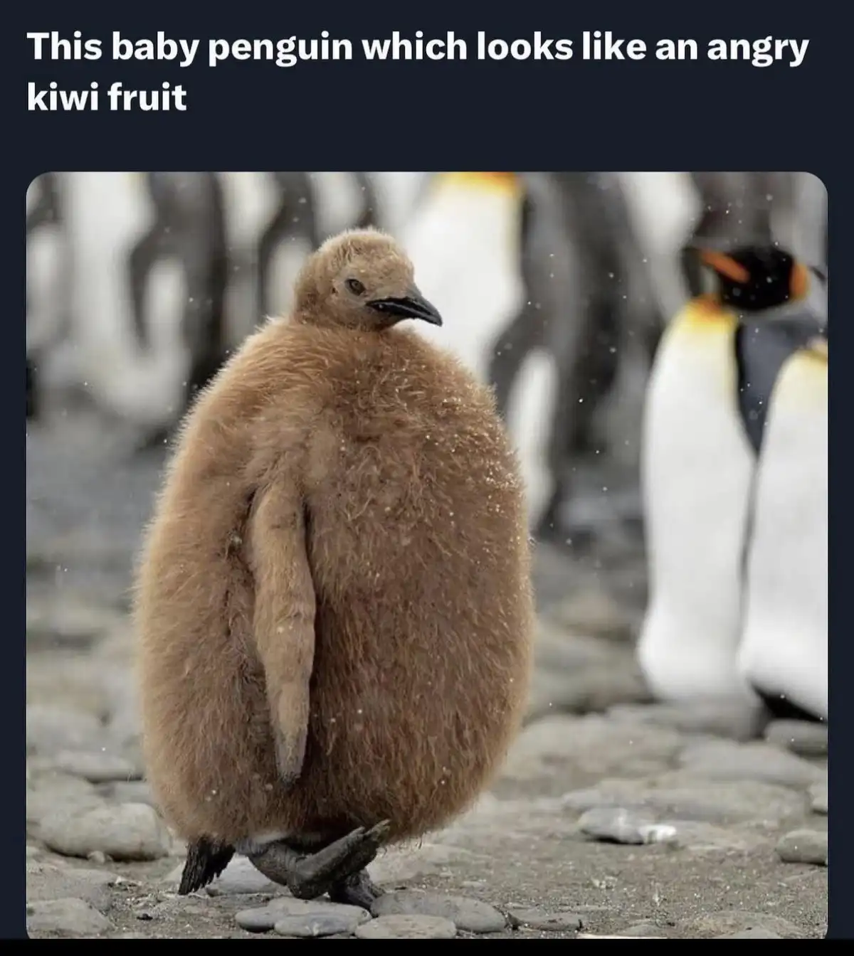 A fluffy brown baby penguin stands on a rocky surface, viewed from behind, with adult penguins blurred in the background…