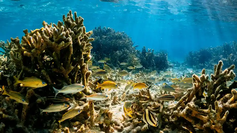 Vibrant coral reef stretches towards the surface, a kaleidoscope of turquoise, emerald, and sapphire hues. Schools of…