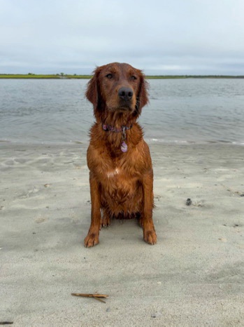 A wet, reddish-brown dog sits solemnly on a sandy beach with water behind it, looking directly at the camera. The dog has a…