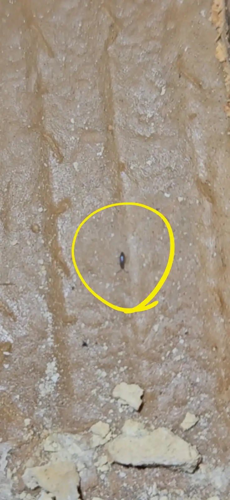 a small insect, likely a bug, is circled in bright yellow on a rough, textured surface that appears to be unfinished drywall…