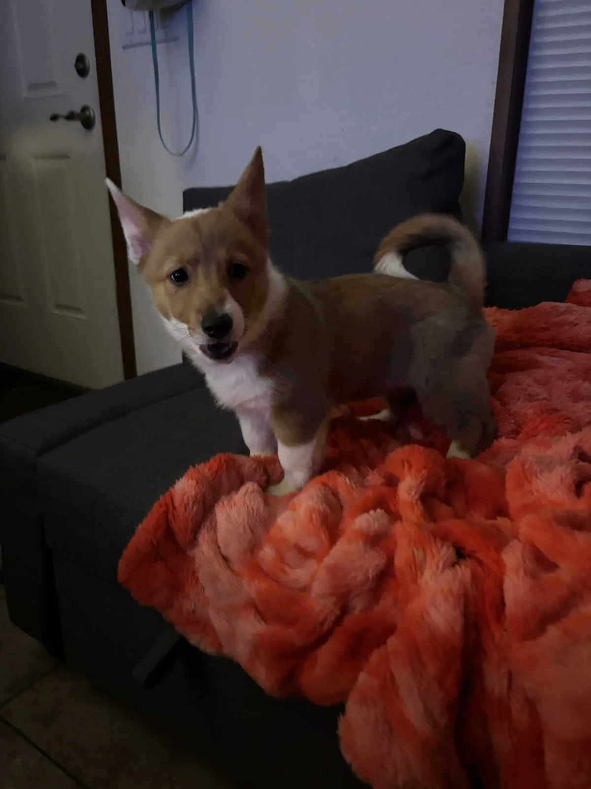 A small brown and white puppy with pointed ears and a curled tail stands on a fluffy orange blanket draped over a dark gray…