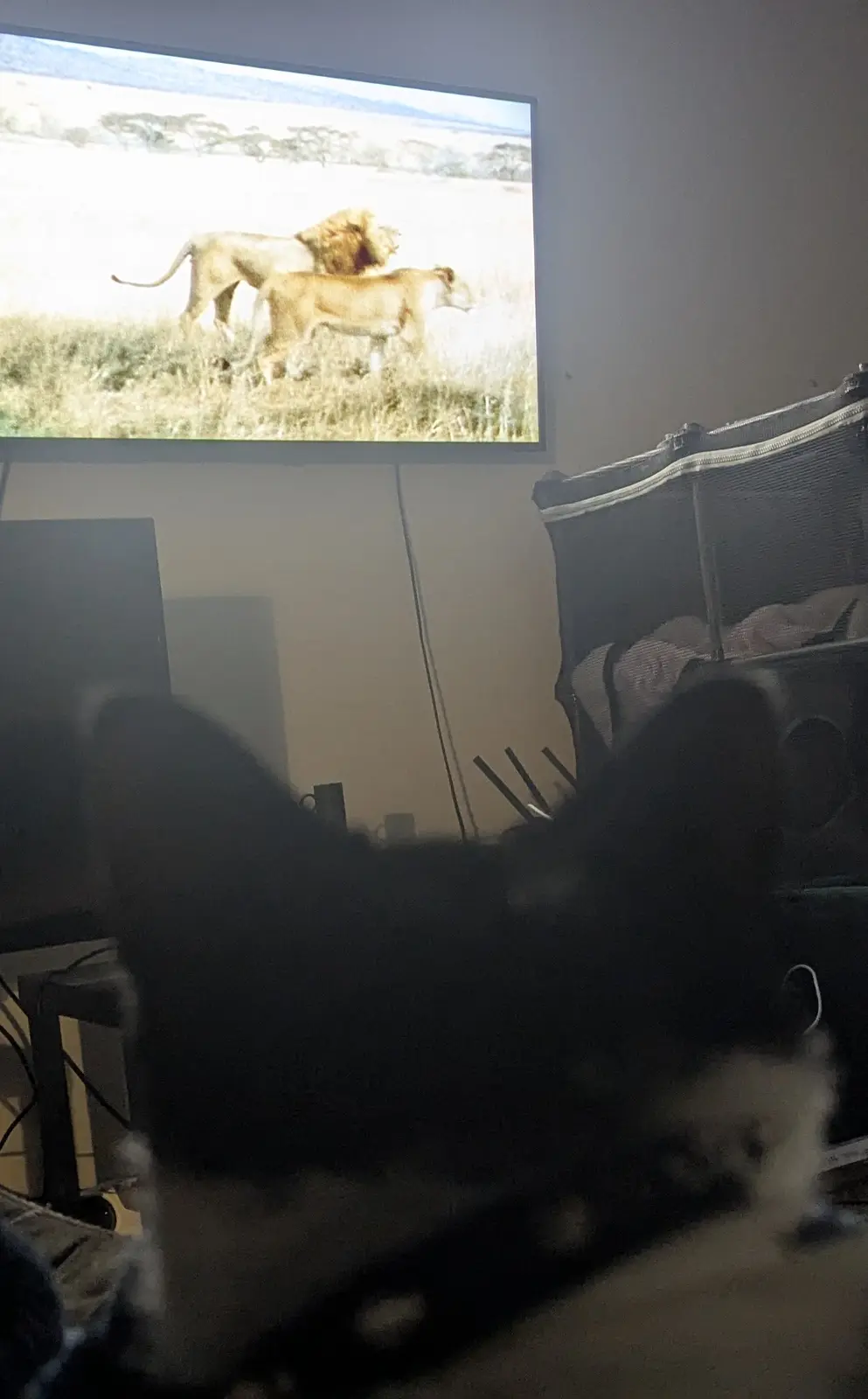 A blurry, dark silhouette of a cat is in the foreground, seemingly ignoring a TV screen showing two lions walking in a…