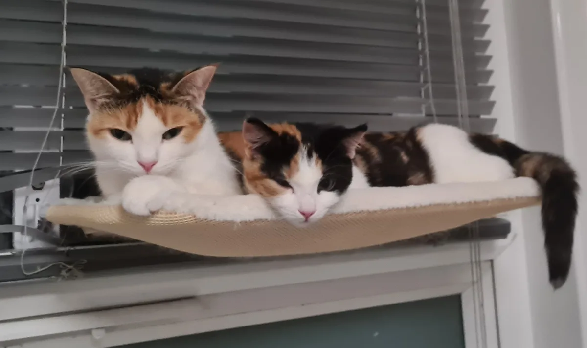 Two calico cats are lounging side-by-side on a beige window-mounted cat perch, with one cat looking alert and the other…