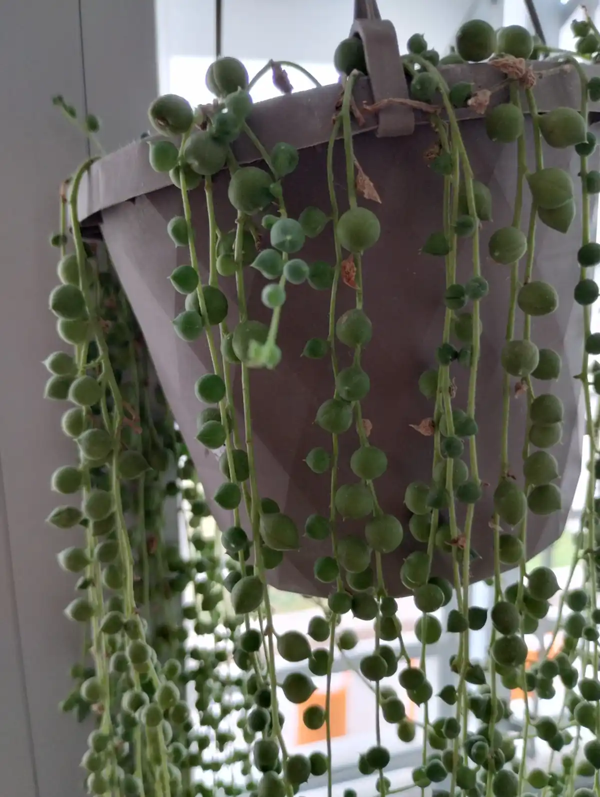 A close-up photo of a string of pearls plant (Senecio rowleyanus) with its round, bead-like green leaves cascading from a…