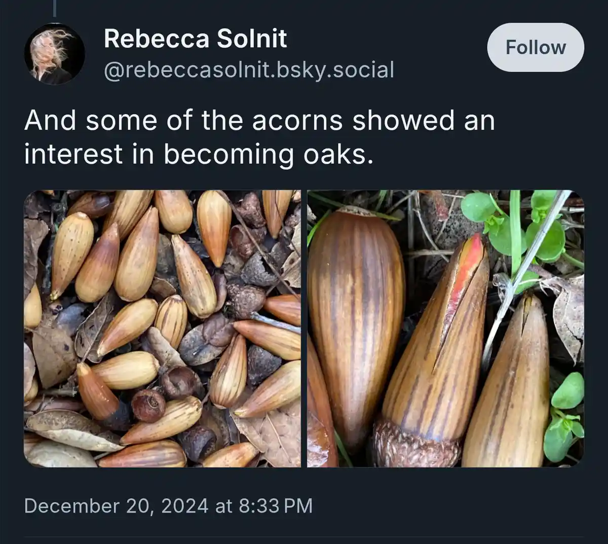 A social media post by Rebecca Solnit shows two photos of acorns. The left photo displays many acorns among dry leaves. The…