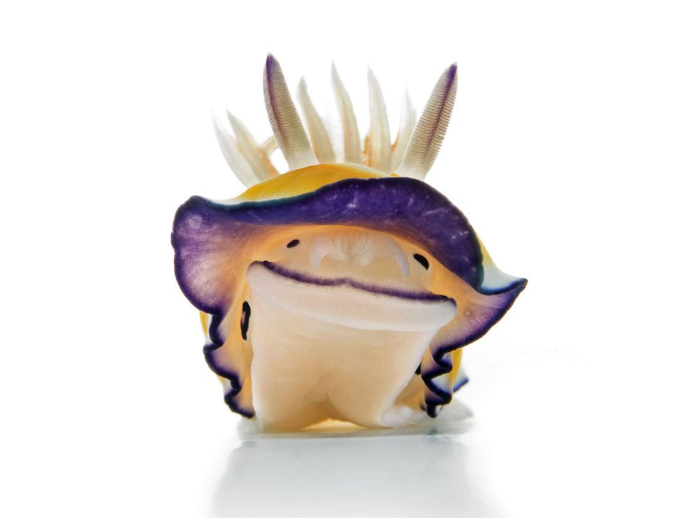 A close-up photograph of a colorful sea slug, likely a species of dorid nudibranch, with a yellow-orange body, purple-edged…