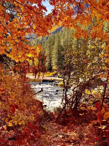A scenic autumn photo shows a river flowing through a forest framed by vibrant orange and yellow leaves in the foreground…