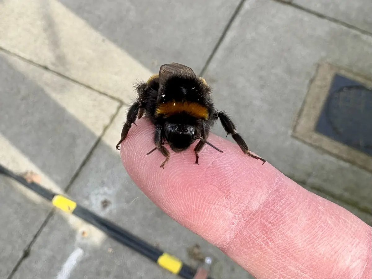 A close-up photo shows a fuzzy black and yellow bumblebee perched calmly on a person's fingertip, with a gray paved sidewalk…