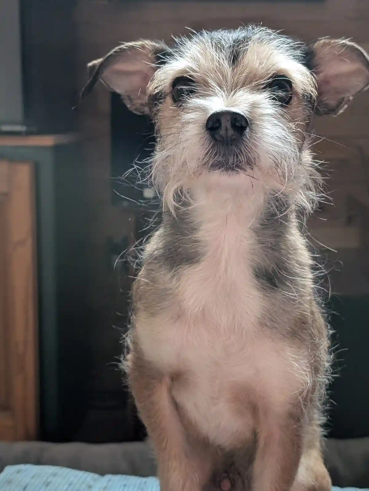 Meet Sammy!