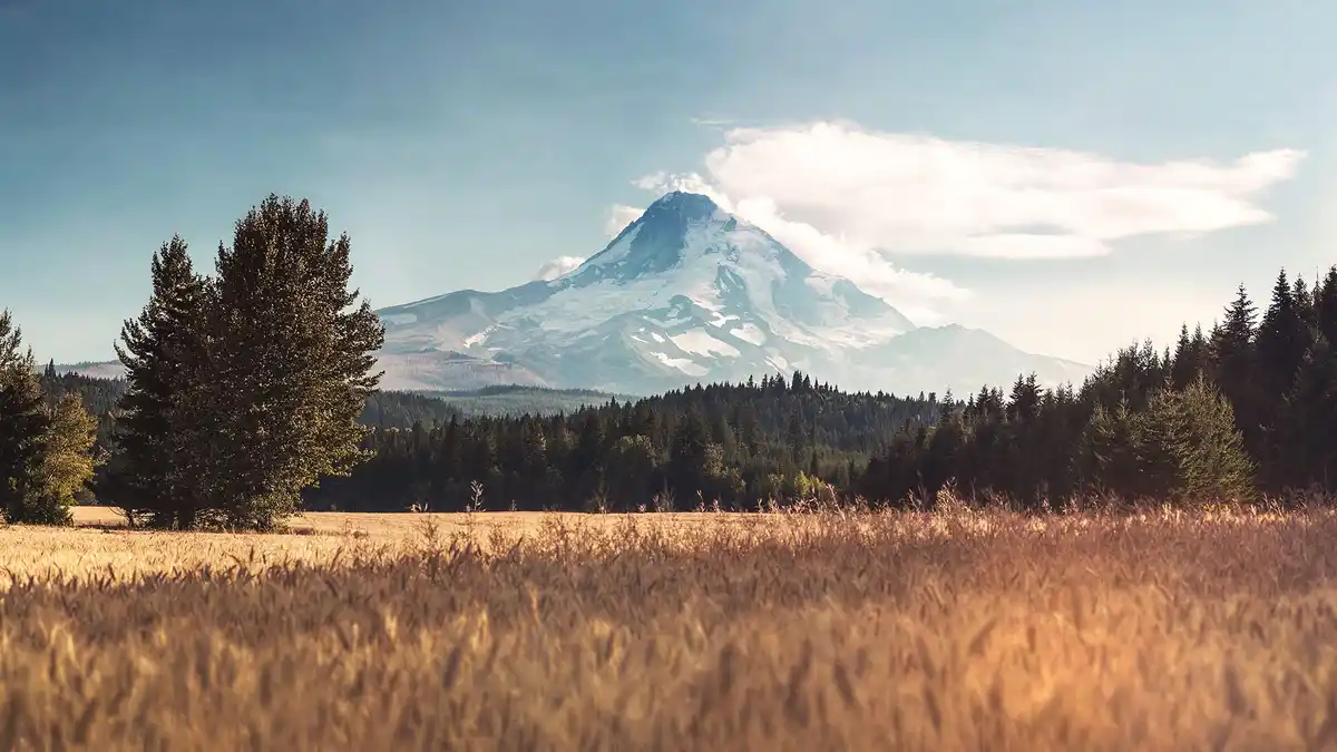 A scenic landscape photo shows a snow-capped mountain in the distance, framed by a forest and a golden field of tall grass…