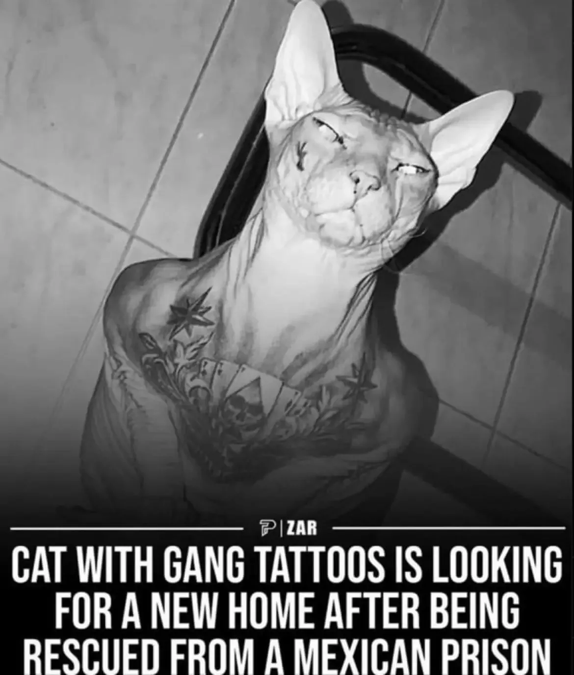 A black-and-white photo shows a hairless sphynx cat sitting upright, appearing smug or bored, with visible tattoos on its…