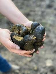A pair of human hands holds several large, dark, lumpy pieces of horse dung against a blurred dirt background. The image is…