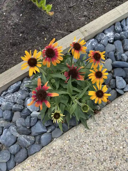 Vibrant Blooms in Full Glory