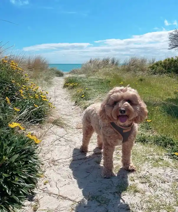 A light brown, curly-haired dog wearing a harness stands on a sandy beach path, tongue out, looking at the camera. The path…