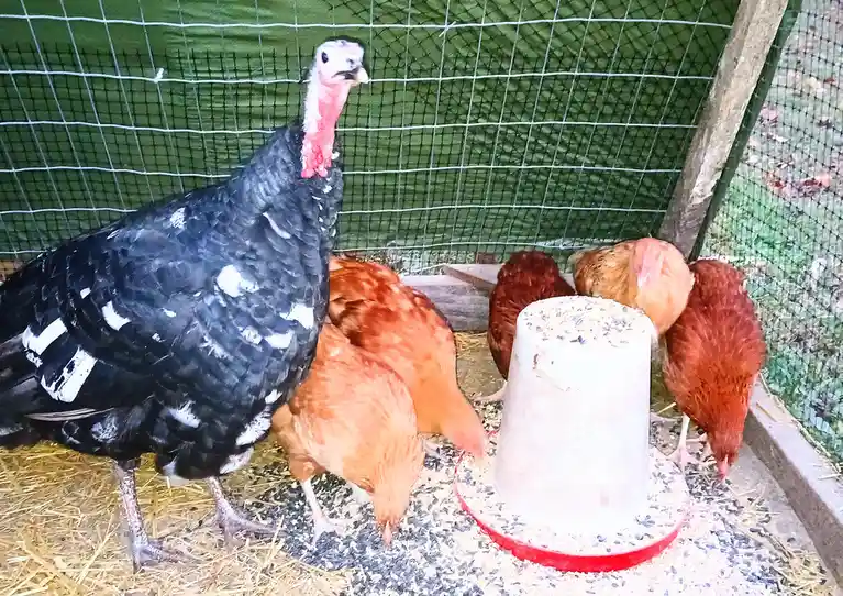 A black turkey with white markings stands in a fenced enclosure, looking away while several brown chickens eat from a white…