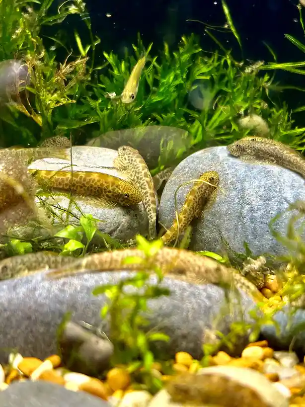 Several small, spotted, catfish-like fish cling to smooth gray rocks in a lush, green aquatic environment with algae and…
