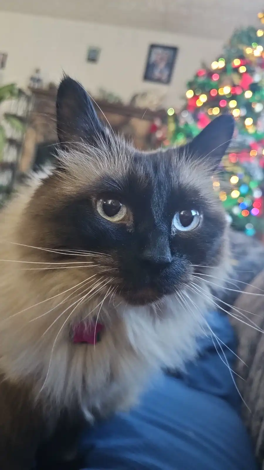 A close-up photo of a fluffy, long-haired cat with dark facial markings and wide, expressive eyes, looking directly at the…