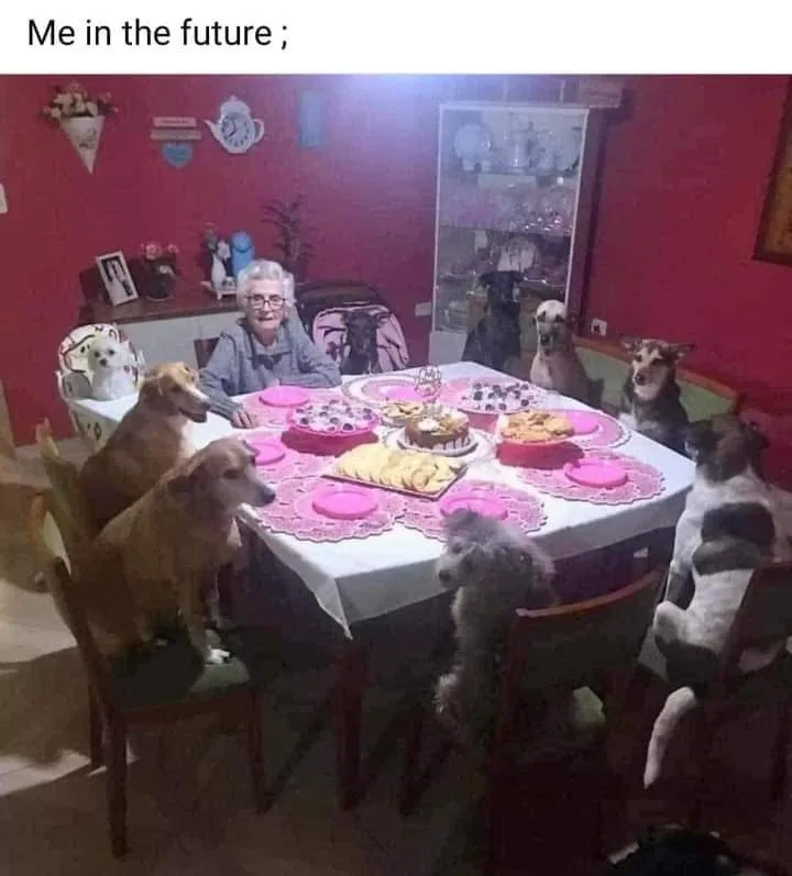 An elderly woman sits at a dining table surrounded by numerous dogs, all seated on chairs as if at a formal dinner. The…