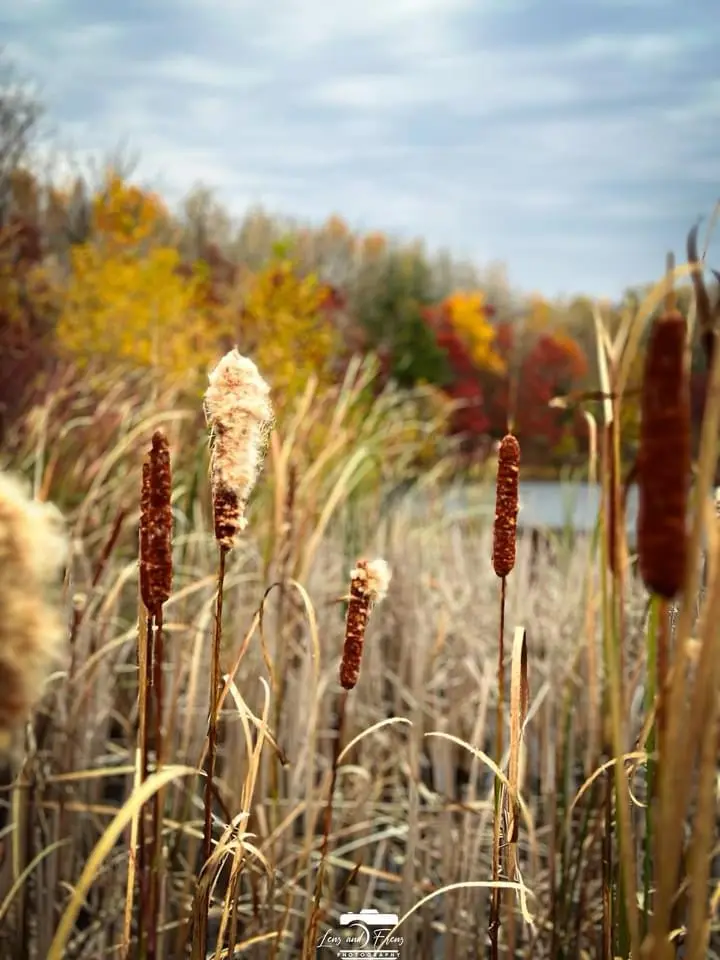 A close-up photo of cattails in a marsh with autumn foliage in the blurred background. The overlaid text reads 'i'm not a…
