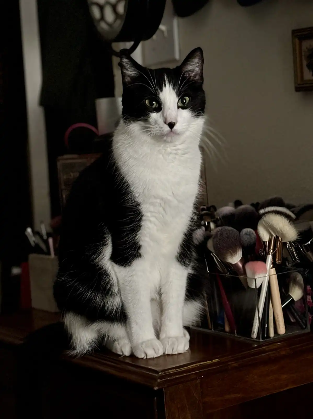 A black and white cat sits upright on a wooden dresser, looking directly at the camera with a serious expression. To its…