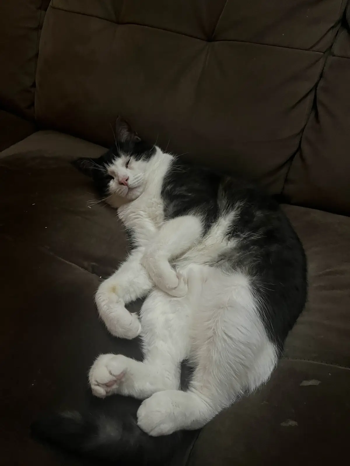 A black and white cat is curled up sleeping on a dark brown couch, with its paws tucked near its chest and eyes closed. The…