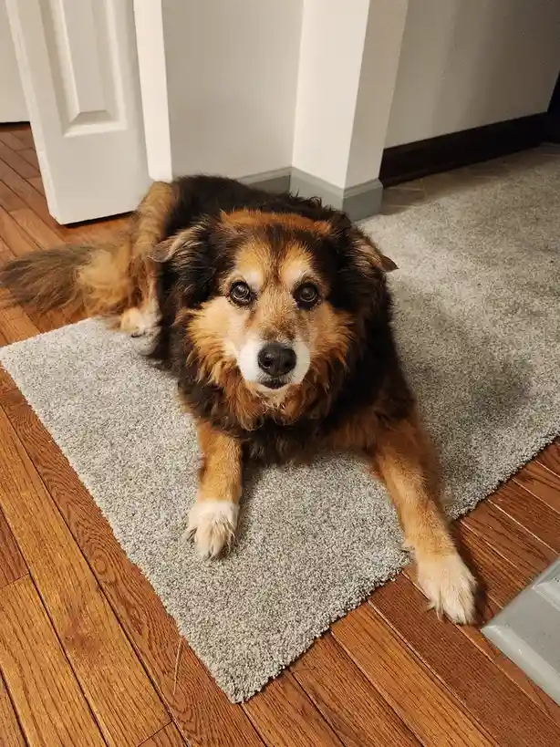 Daily dose of cuteness: Peanut the dog - Day 1556