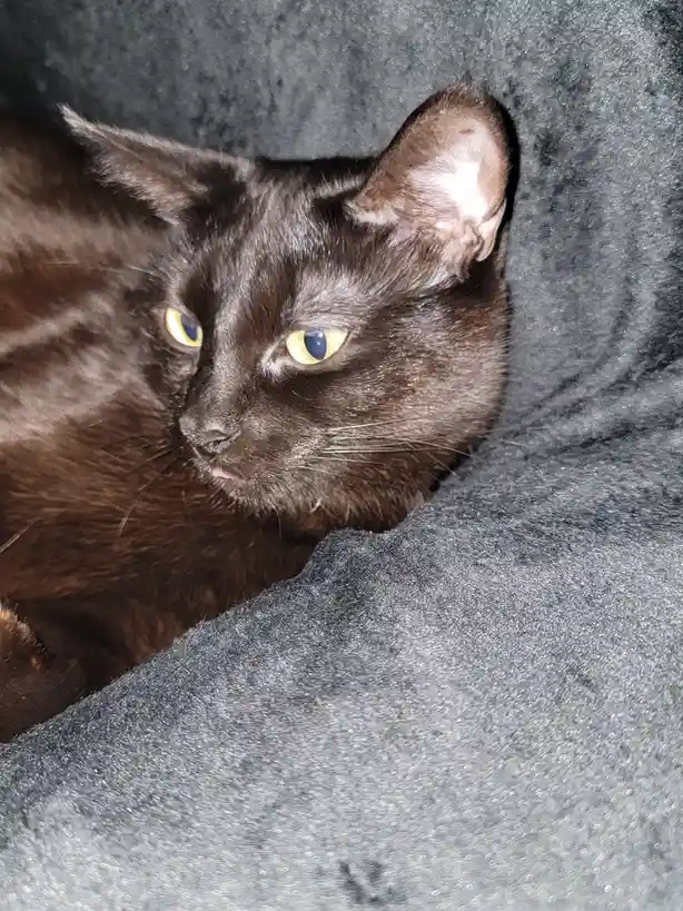 A dark brown cat with yellow eyes is peeking out from under a gray blanket, looking slightly annoyed or unimpressed. Its…